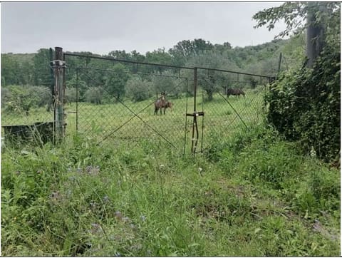 Photo: Altra categoria in Ferentino (FR)