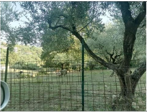 Photo: Altra categoria in Ferentino (FR)