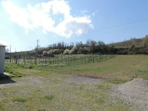 Photo of the lot 6