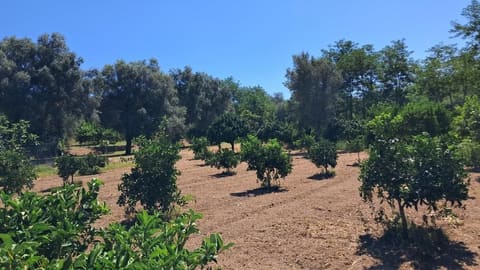 Photo: Altra categoria in Feroleto della Chiesa (RC)