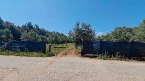 Photo of the lot 9
