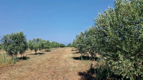 Photo: Altra categoria in Taurianova (RC)