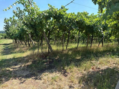 Photo: Altra categoria in San Giovanni Ilarione (VR)