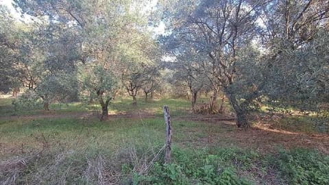 Photo of the lot 1