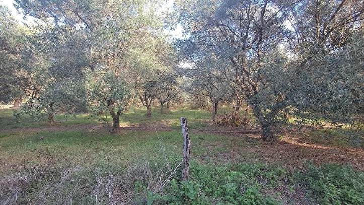 Photo of the lot: Altra categoria in Rizziconi