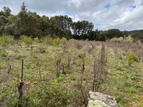 Photo: Altra categoria in Calangianus (OT)