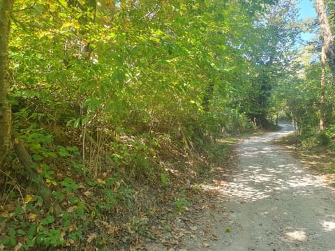Photo of the lot 2