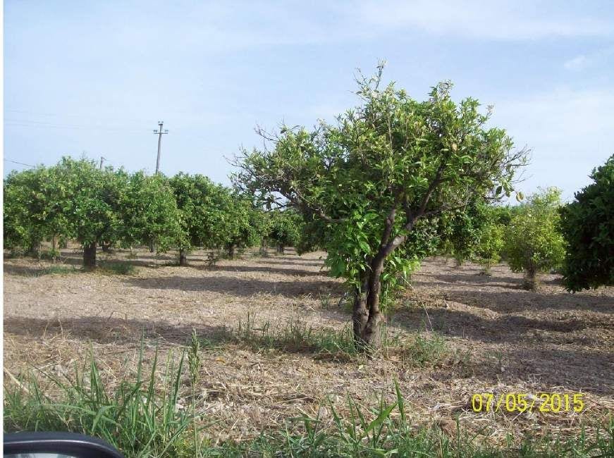 Foto del lotto: Altra categoria a Noto