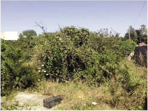 Photo of the lot 4