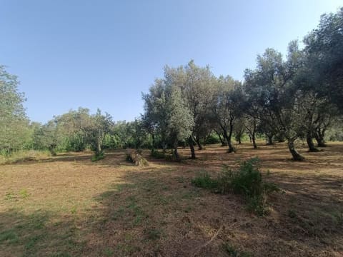 Photo: Land in Feroleto della Chiesa (RC)