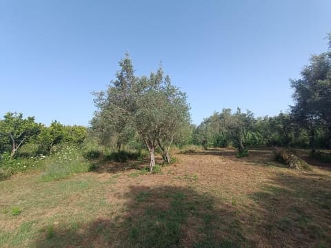 Photo: Land in Rizziconi (RC)