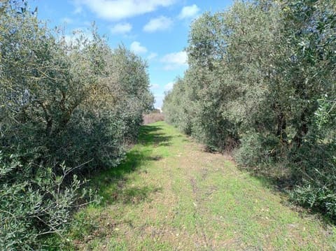 Photo: Altra categoria in Cavallino (LE)