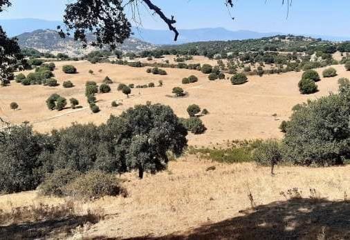 Foto del lotto: Altra categoria a Sarule