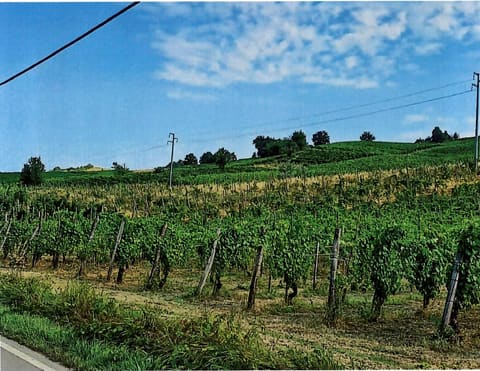 Photo: Altra categoria in Borgoratto Mormorolo (PV)