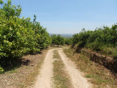 Photo: Altra categoria in Militello in Val di Catania (CT)