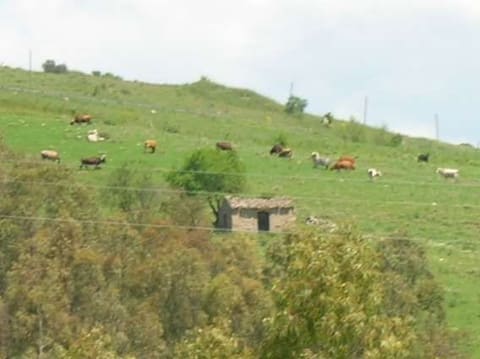 Photo: Altra categoria in Nissoria (EN)