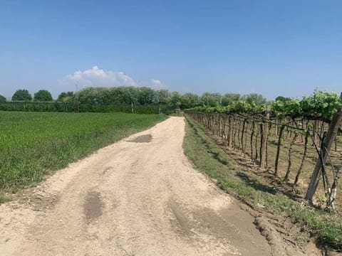 Photo: Altra categoria in Zevio (VR)