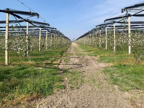 Photo: Altra categoria in Belfiore (VR)