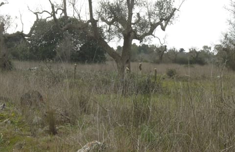 Photo: Land in Collepasso (LE)
