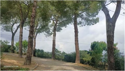 Photo of the lot 2