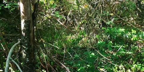 Photo of the lot 2