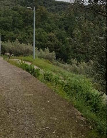 Foto del lotto 2