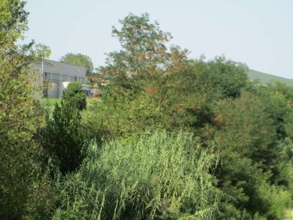 Foto del lotto: Altra categoria a Castelplanio