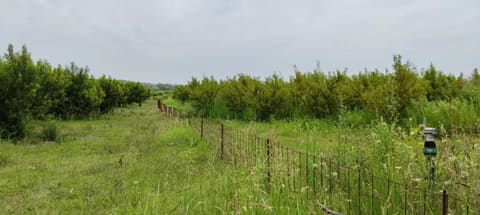 Photo: Altra categoria in Tursi (MT)