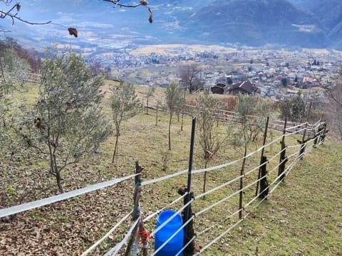 Foto del lotto 8