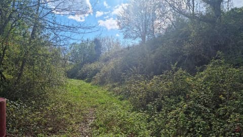 Photo of the lot 5