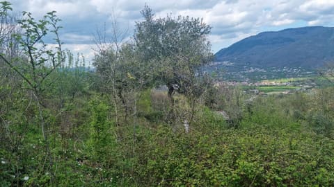 Photo of the lot 6