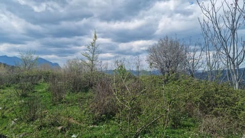 Photo of the lot 7