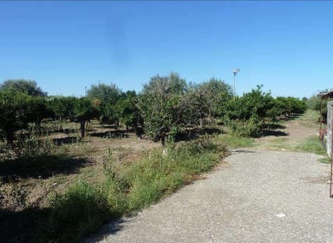 Photo of the lot 5