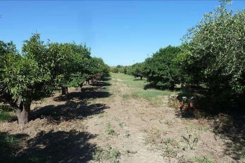 Photo of the lot 6