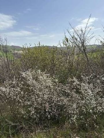 Foto: Altra categoria a Bagnoli del Trigno (IS)