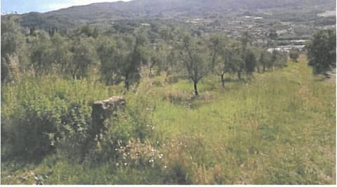 Photo of the lot 2