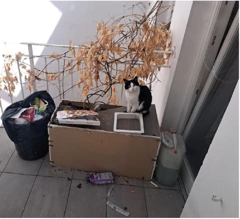 Foto del lotto 2