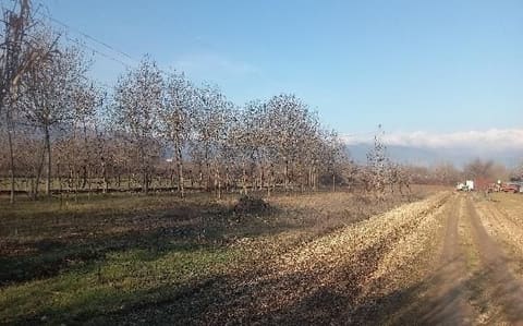 Foto del lotto 1