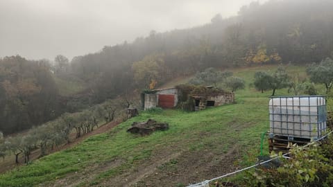 Foto del lotto 8