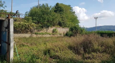Photo of the lot 1