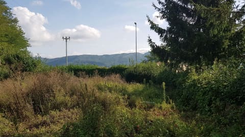 Photo of the lot 5