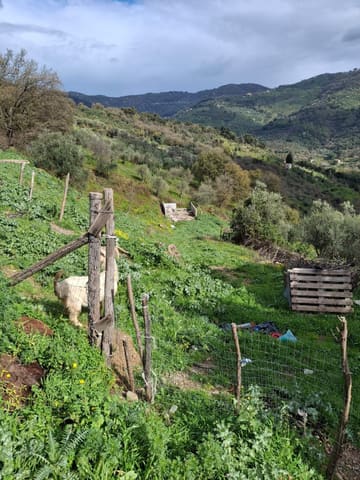 Foto del lotto 8