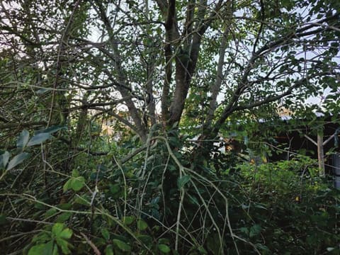 Photo of the lot 2