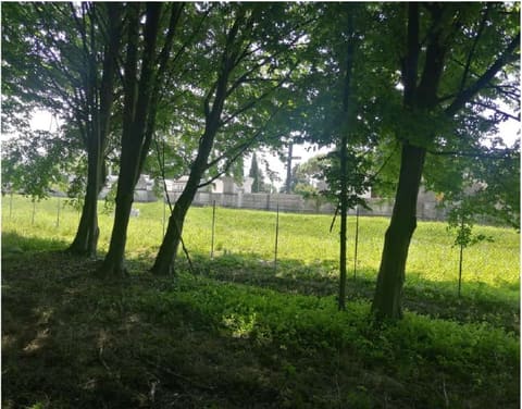 Photo: Altra categoria in Treviso (TV)
