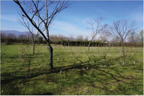 Photo: Immobile residenziale in Montesarchio (BN)