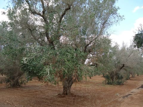 Photo: Altra categoria in Torre Santa Susanna (BR)