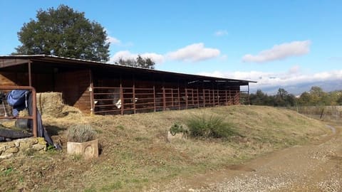 Foto del lotto 3