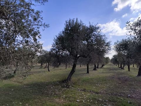 Photo: Altra categoria in San Giovanni Rotondo (FG)