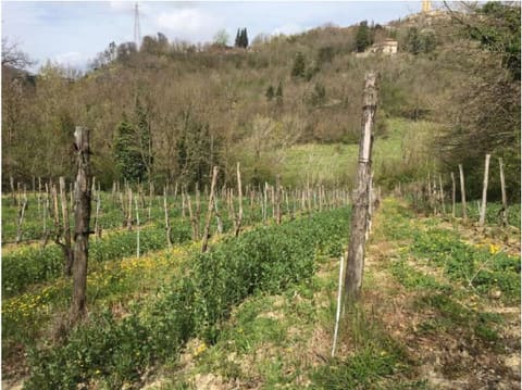 Foto: Altra categoria a Chianche (AV)