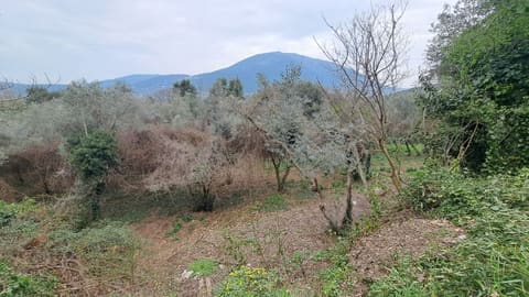 Foto del lotto 7